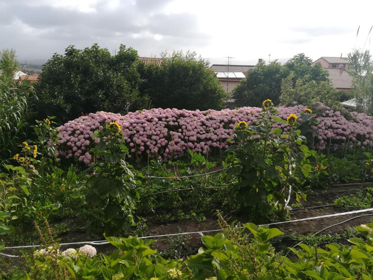Affitta Camere Casa Delle Rose 빌라노바 몬텔레오네 외부 사진