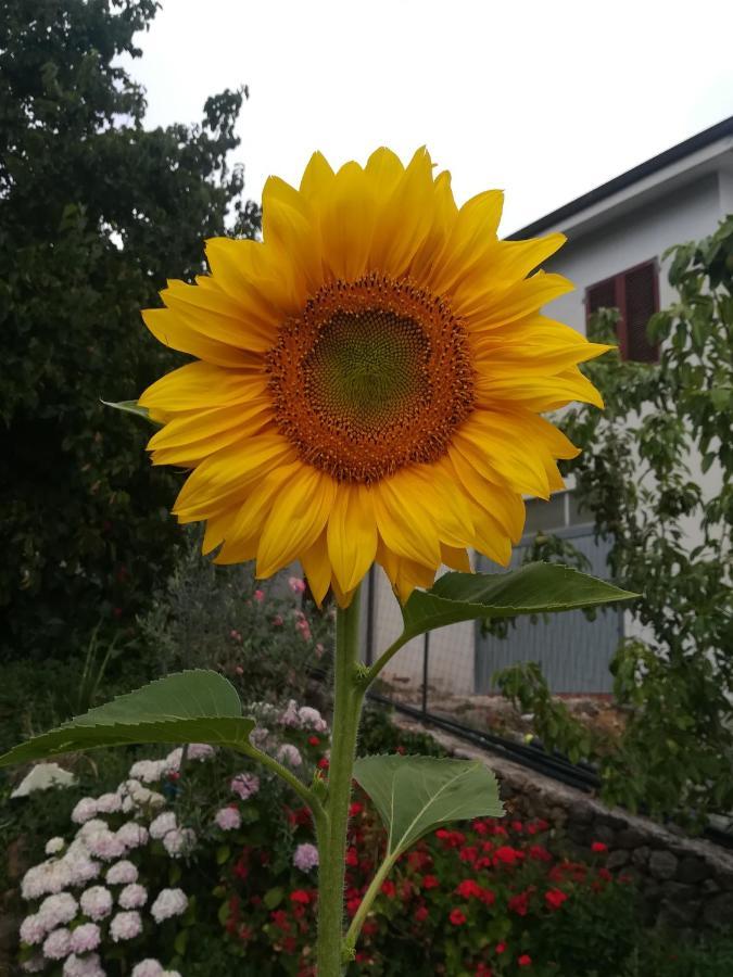 Affitta Camere Casa Delle Rose 빌라노바 몬텔레오네 외부 사진